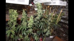 OG kush féminisées à +74 flo