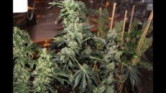 OG kush féminisées à +74 flo
