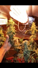 OG kush  féminisées à +74 flo