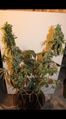 OG kush +84 FLO