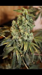 OG kush à +84FLO