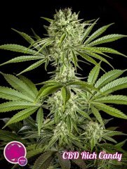 cbd-rich-candy_205_1_.jpg