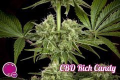 cbd-rich-candy_205_2_.jpg