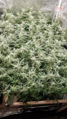scrog_hydro.jpg