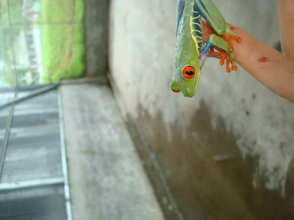 costa rica 526.jpg