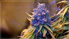 FLO+62_Buddha_Kush_.JPG