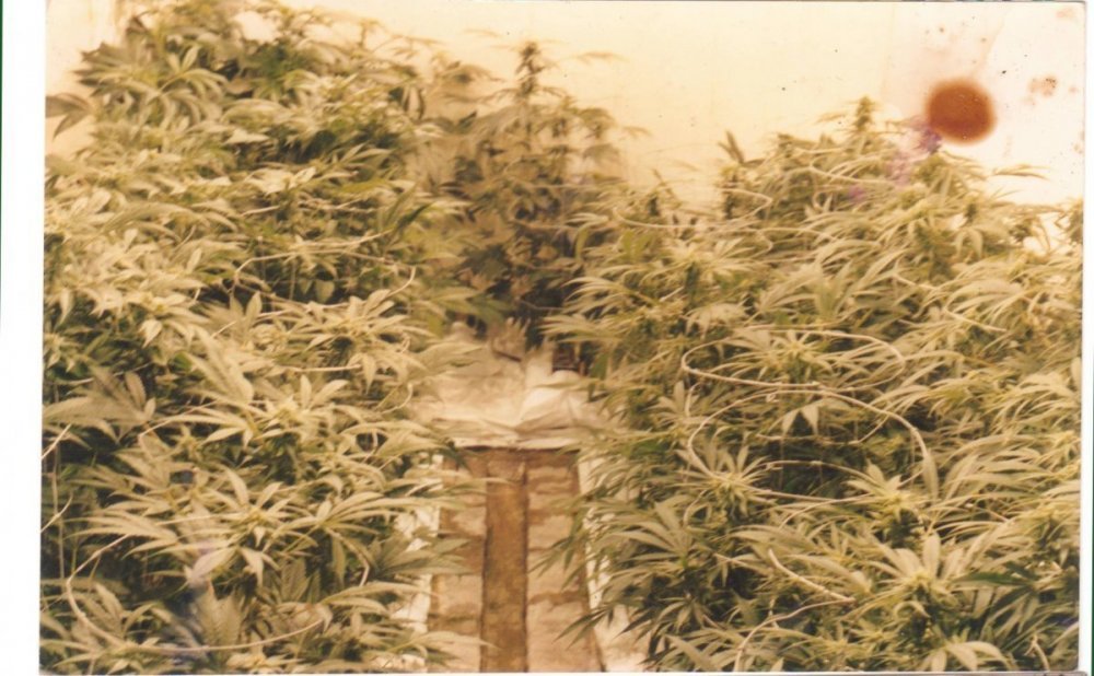 basement cannabis castle.jpg