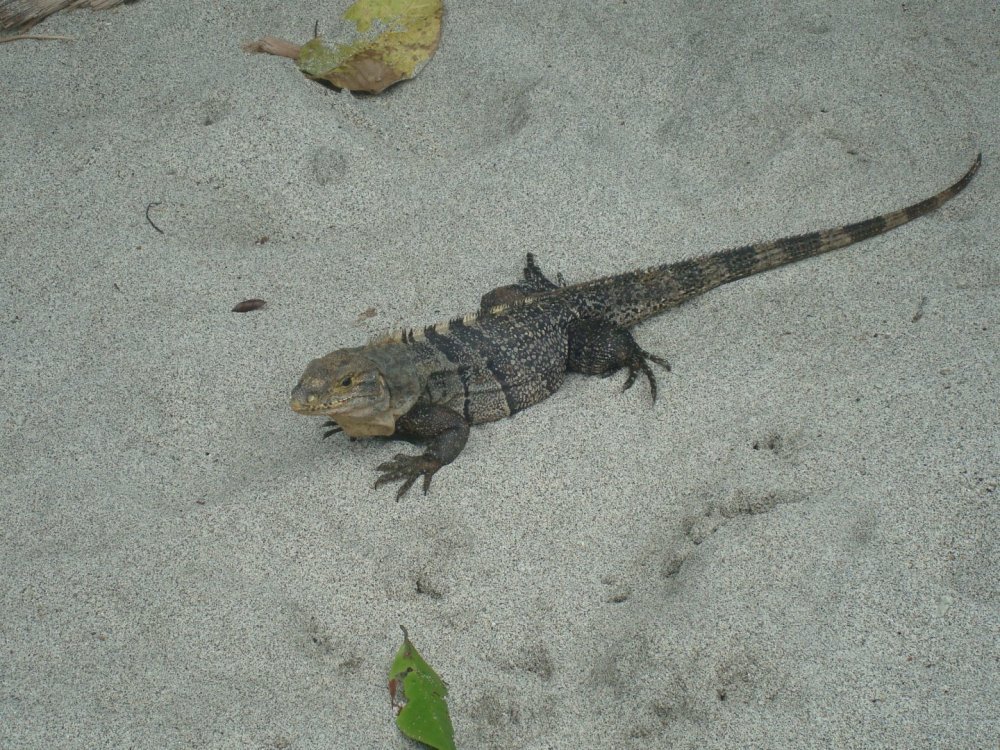 costa rica 109.jpg