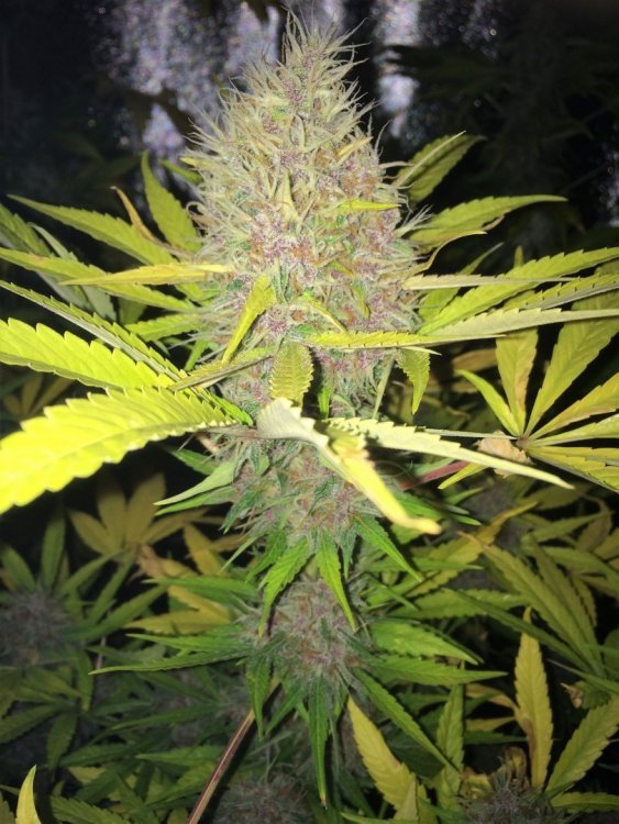Purple Orange Bud.jpg
