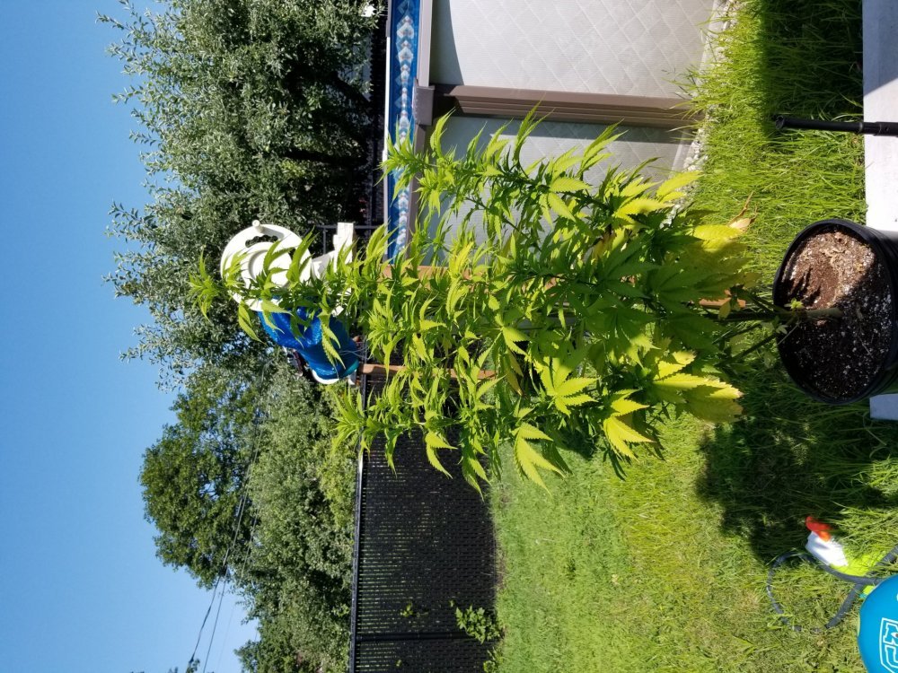 20190802_103023.thumb.jpg.c45ce23f1ac16517e856a9b80f35ca33.jpg