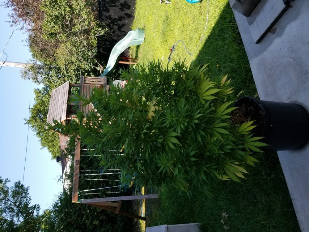 20190802_103030.thumb.jpg.f47aaba97d3807438cc93643fbb125b3.jpg