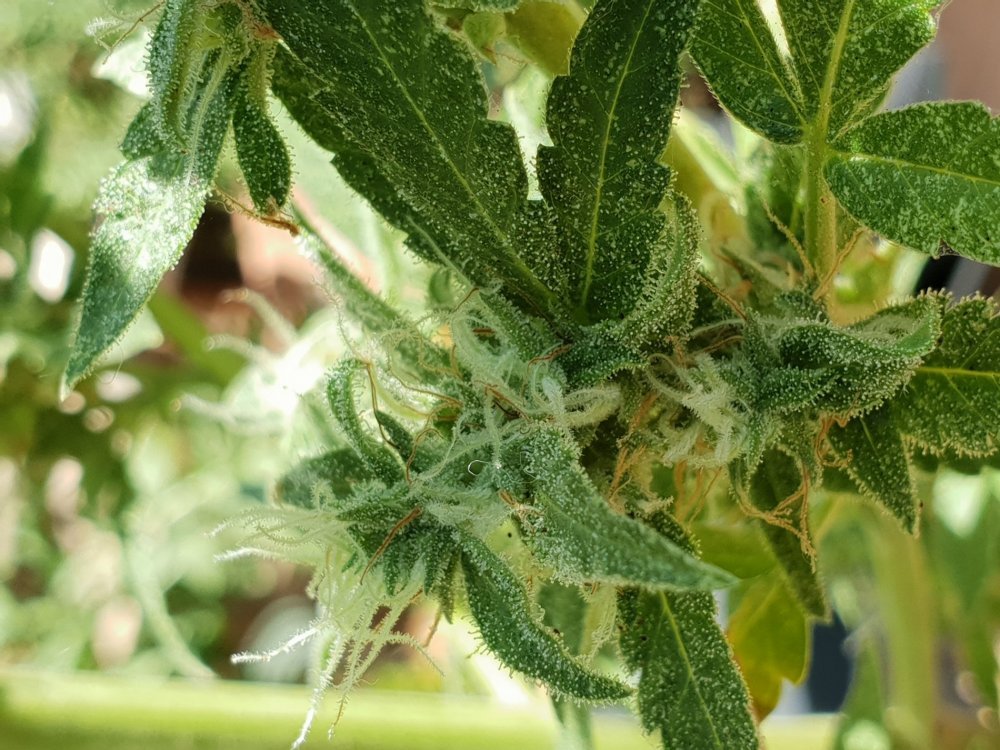 Une fleur où l'on peut voir les nuisibles en question