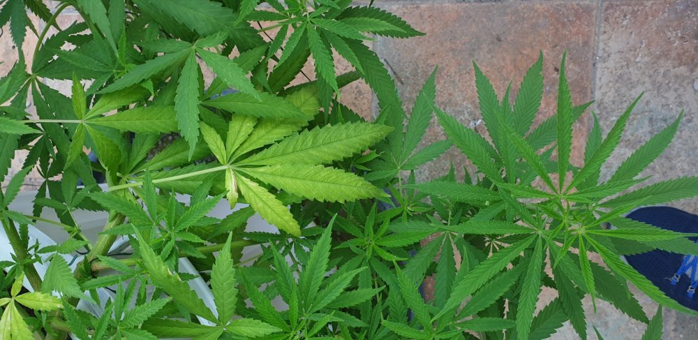 20190805_173656.jpg