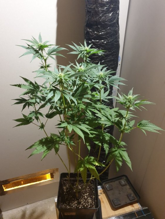20190806_190247-min.thumb.jpg.d925c3c6c18f15fa0c0de8ed892b2b31.jpg