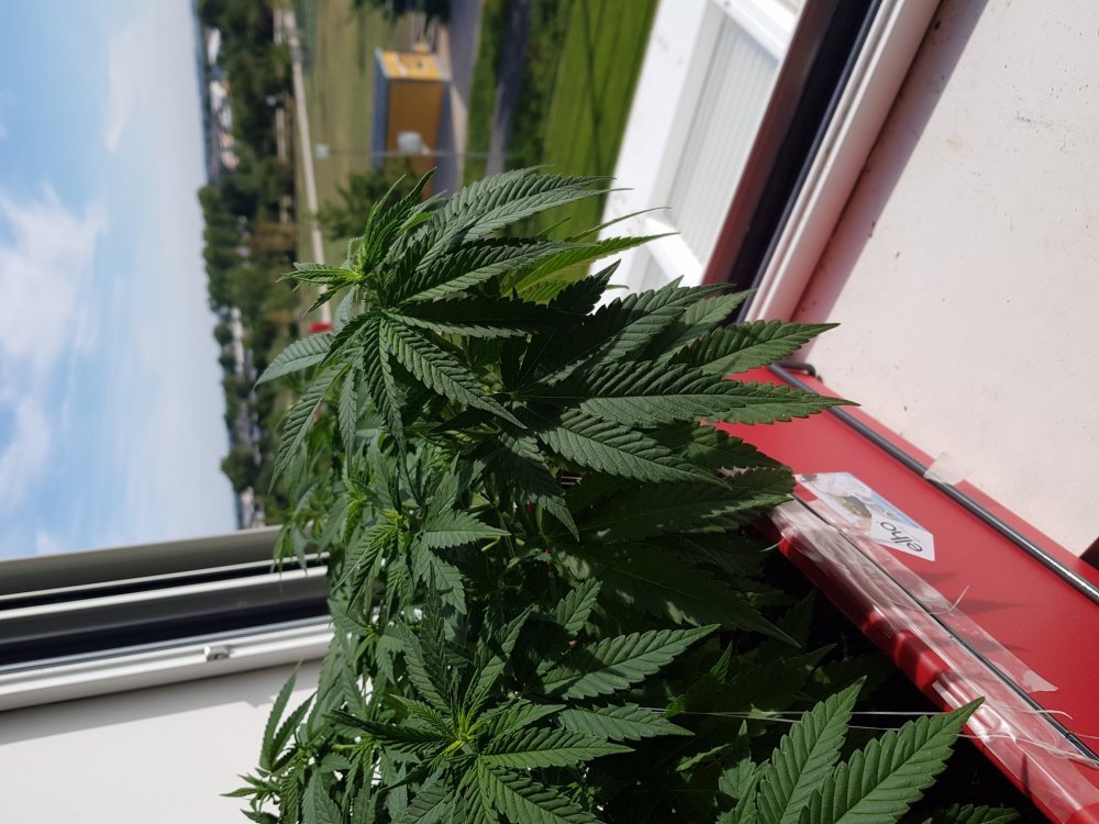 20190817_102244.thumb.jpg.284d852244e21c98975163a8ad03aa8c.jpg