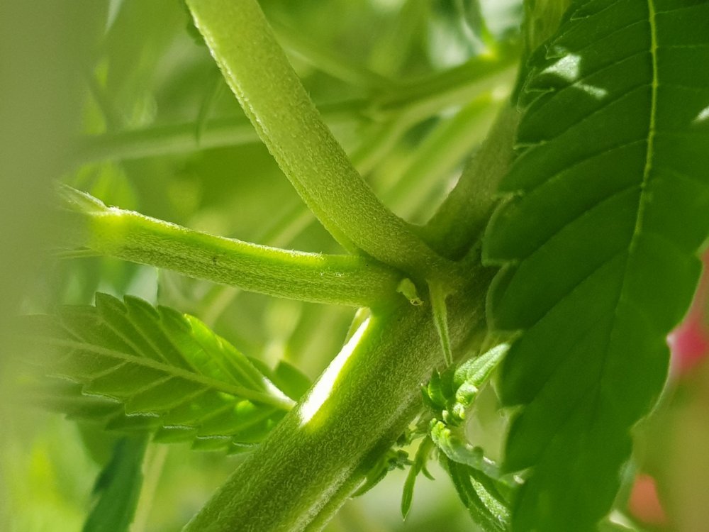 20190817_103632.thumb.jpg.2e809c59566468246d39e81c5204d3f1.jpg