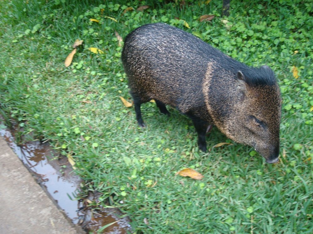 costa rica 196.jpg