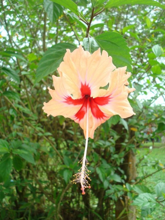 costa rica 299.jpg