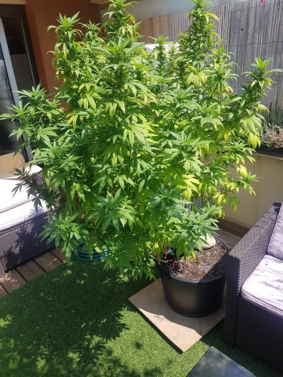 20190823_131755 (Medium) - Copie.jpg