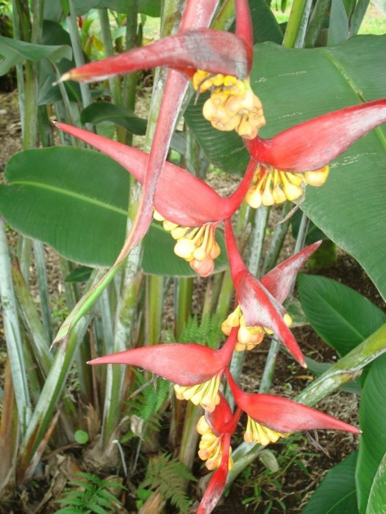 costa rica 318.jpg