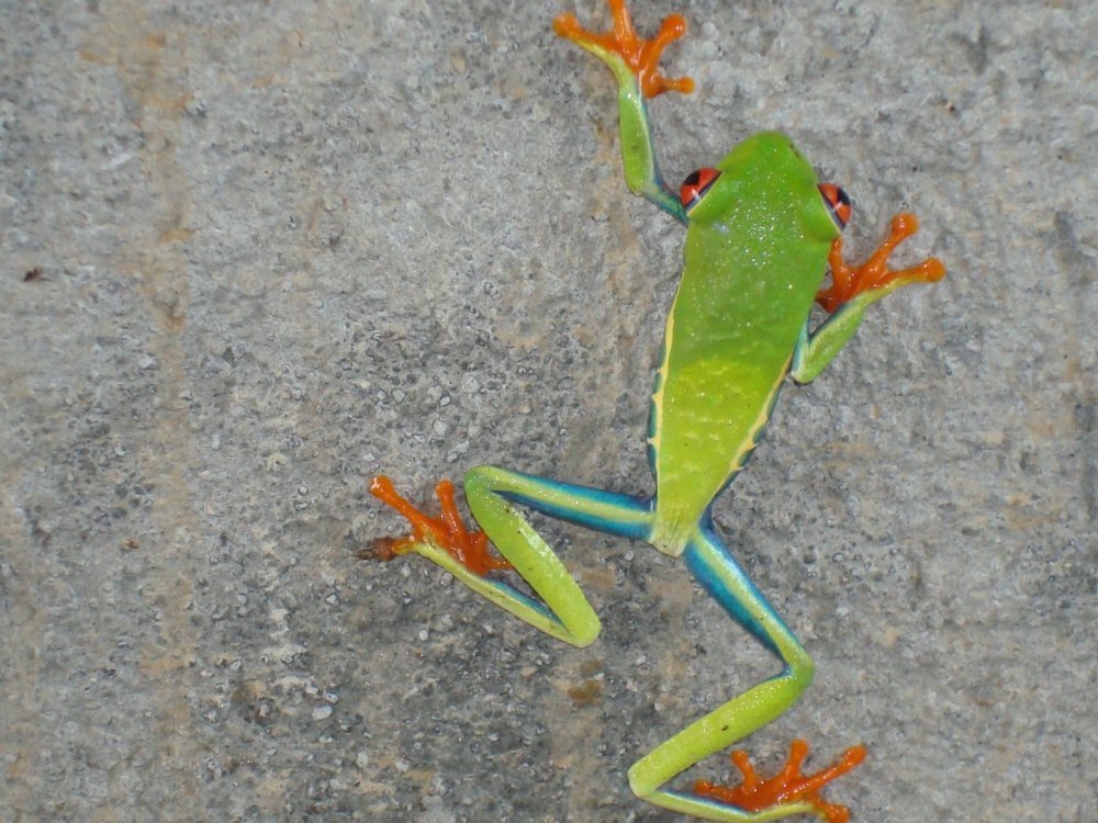costa rica 518.jpg