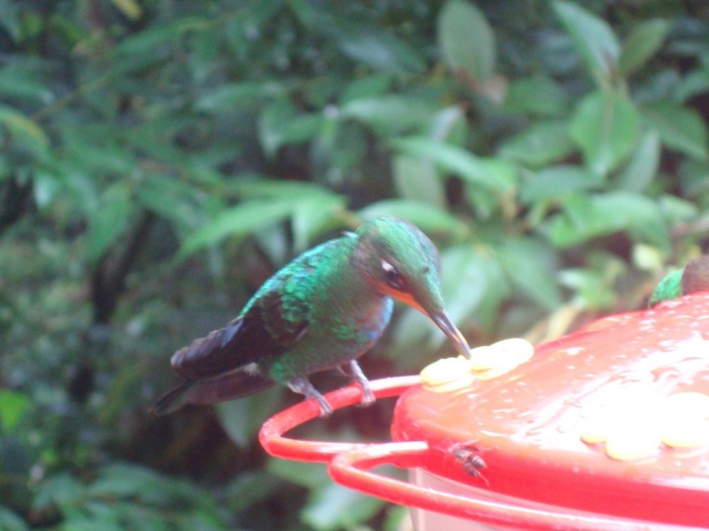 costa rica 093.jpg
