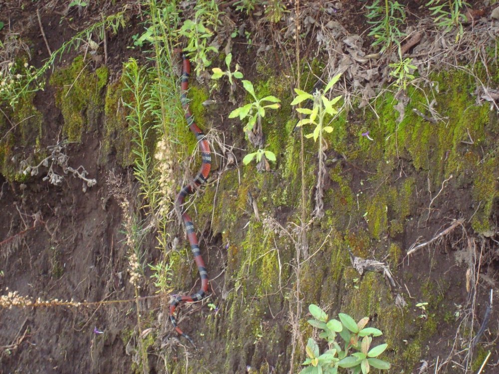 costa rica 275.jpg