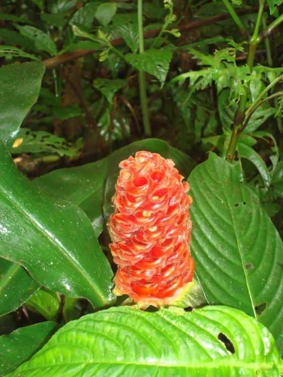 costa rica 191.jpg