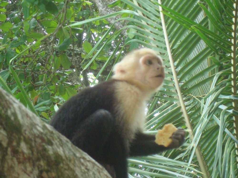costa rica 131.jpg