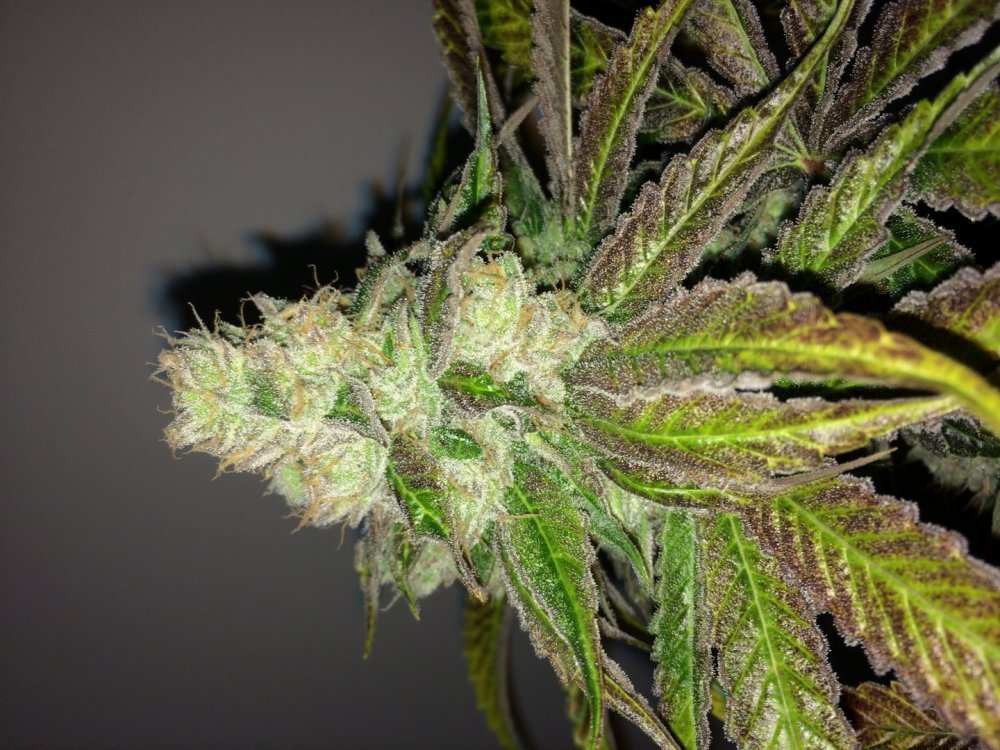 Mango_Sapphire.JPG