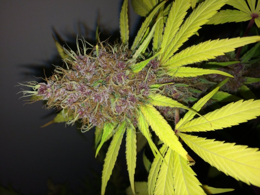 Purple_Kush.JPG