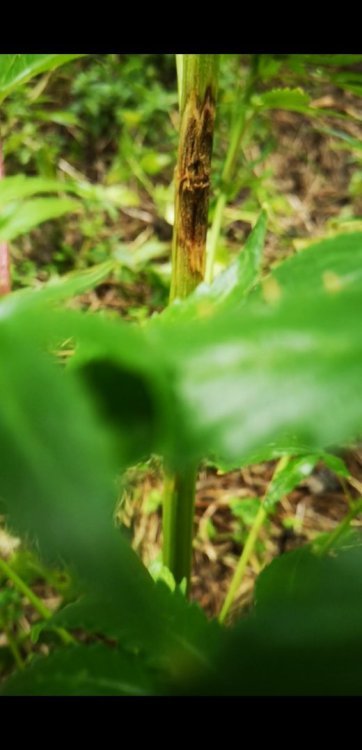 Screenshot_20190814_182347_com.huawei.himovie.overseas.thumb.jpg.a3c2fe736ee5ed128a2b796204607935.jpg