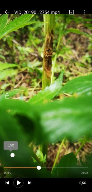 Screenshot_20190814_231516_com.huawei.himovie.overseas.thumb.jpg.959206b588d2e74f067cab41346ed26b.jpg
