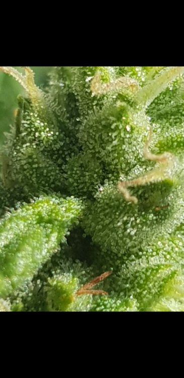 Screenshot_20190826-165912_Gallery.jpg