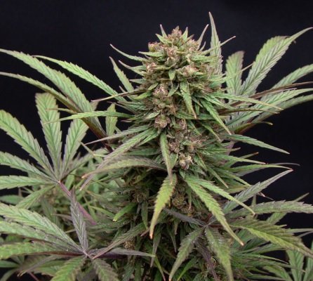 CBD compassion