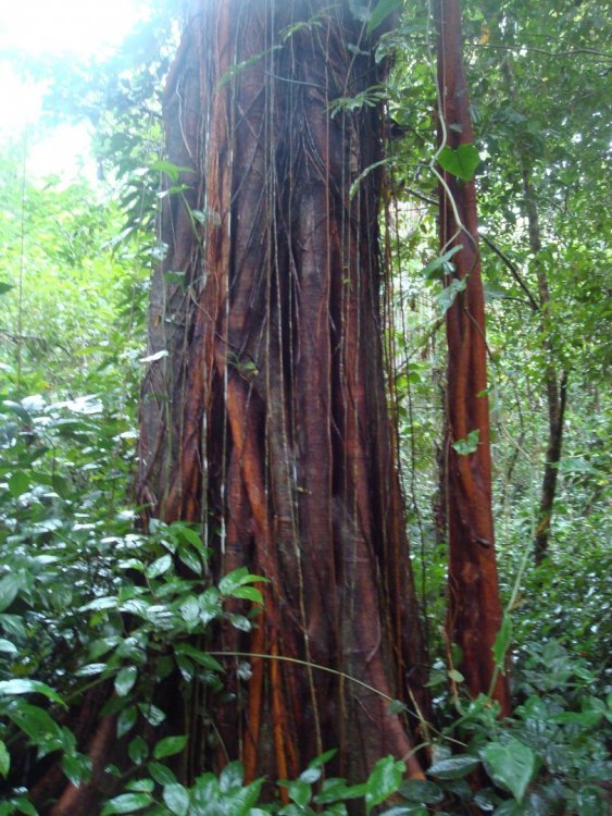 costa_rica_696.jpg