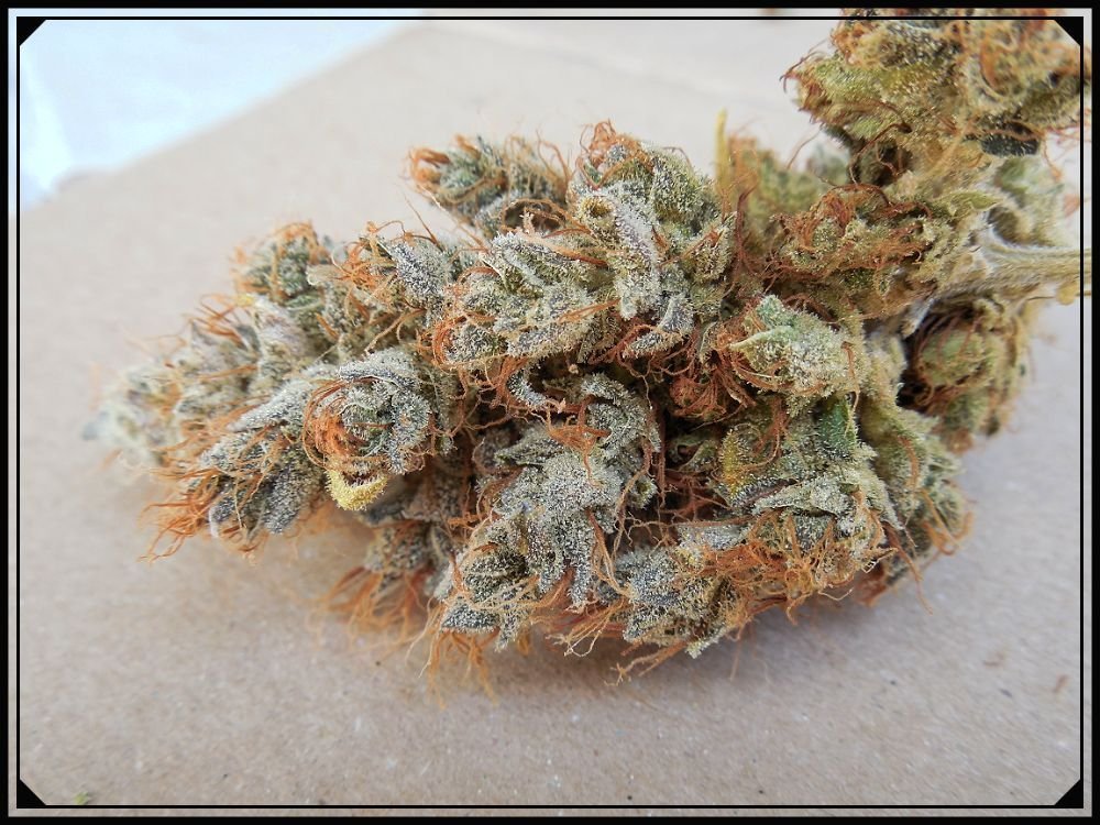 Chem#4 x OTM#1 - Mosca seeds