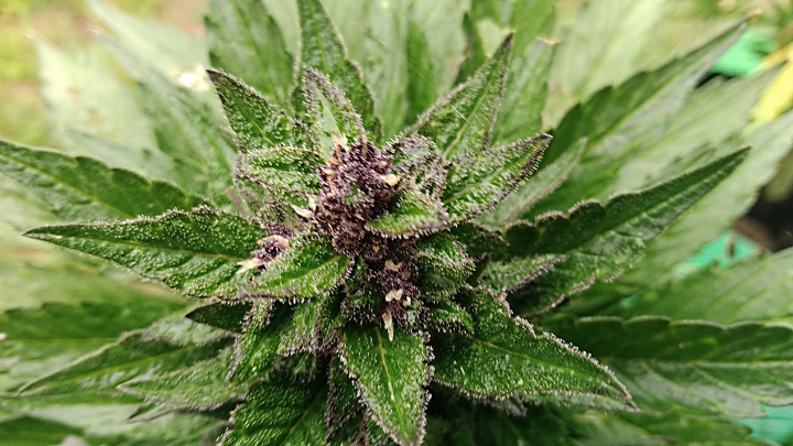 purple.png.e20faeeb9574bee35a690d408e40f9bc.png