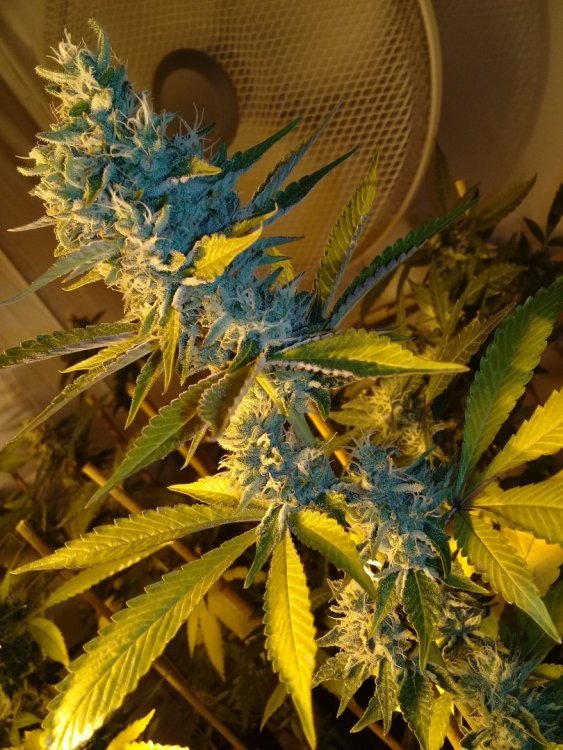 sensi_11_2.jpg