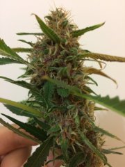 Purple Kush 2.JPG