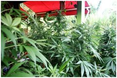Sativa Land 2