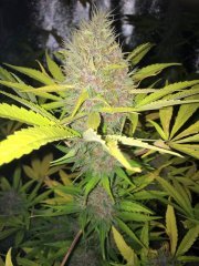 Purple Orange Bud.jpg