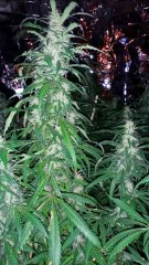 Amnesia Haze +29 flo