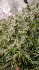 bud 2.jpg