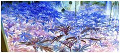 Sea of blue :)
