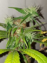 BlueDream