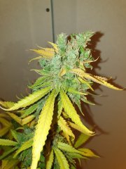 Uk Cheese 12/12+83