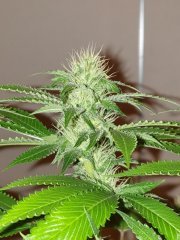 White OG Karma