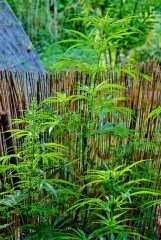 Landrace reproduction