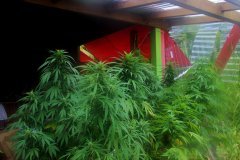 Sativa land